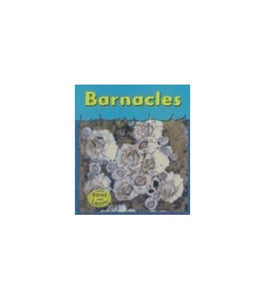 Barnacles 