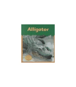 Alligator 