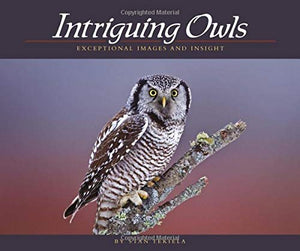 Intriguing Owls 