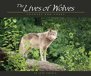 Lives of Wolves, Coyotes and Foxes 