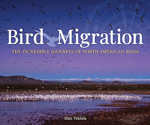 Bird Migration 