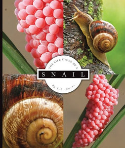 Snail 