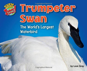 Trumpeter Swan 