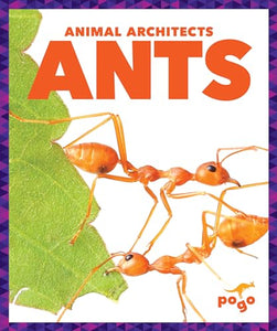 Ants 