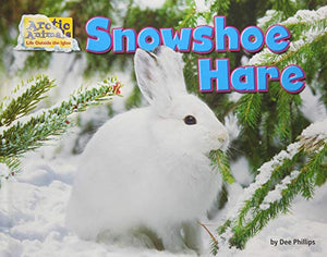 Snowshoe Hare 