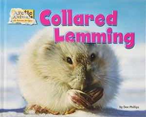 Collared Lemming 