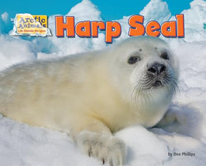 Harp Seal 