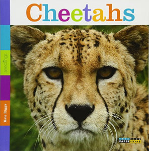 Seedlings: Cheetahs 