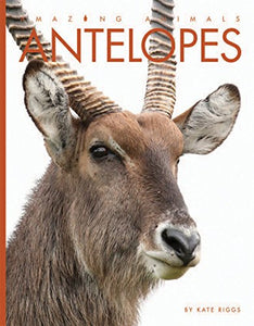 Antelopes 