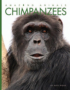 Chimpanzees 