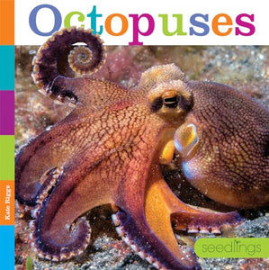 Seedlings: Octopuses 