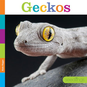 Seedlings: Geckos 