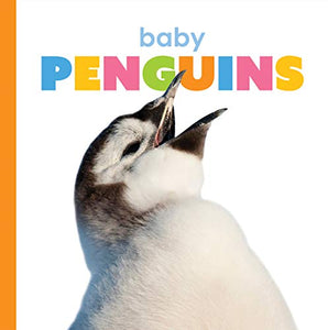 Baby Penguins 