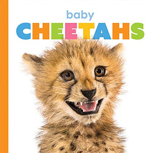 Baby Cheetahs 