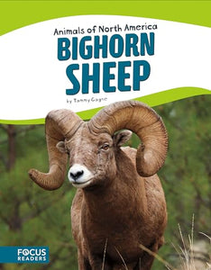 Animals of North America: Bighorn Sheep 