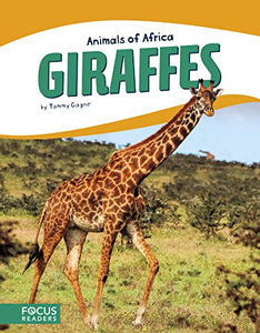 Giraffes 