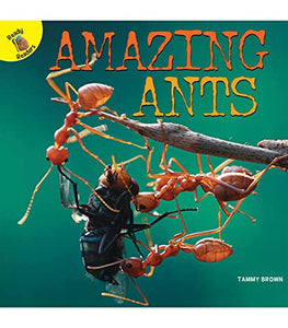 Amazing Ants 