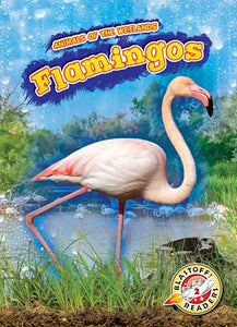 Flamingos 