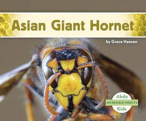 Incredible Insects: Asian Giant Hornet 