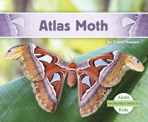 Incredible Insects: Atlas Moth 