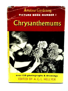 Chrysanthemums (