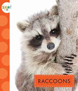 Raccoons 