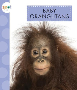 Baby Orangutans 