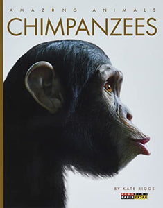 Chimpanzees 