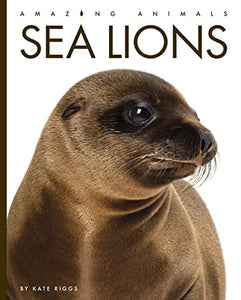 Sea Lions 