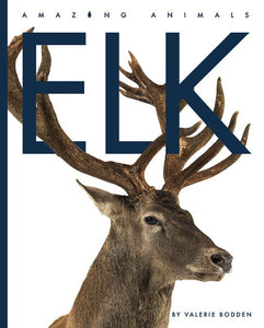 Elk 