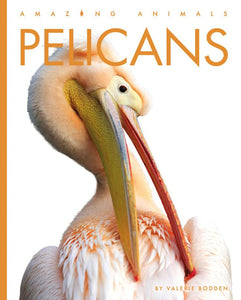 Pelicans 