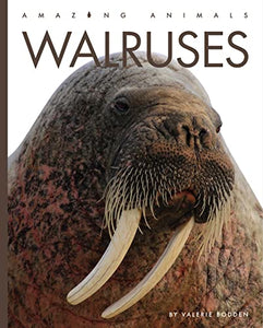 Walruses 