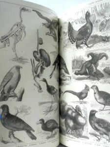 Vintage 1881 Plate Collection Printed by Blackie & Son, of Ships, Animals etc. 