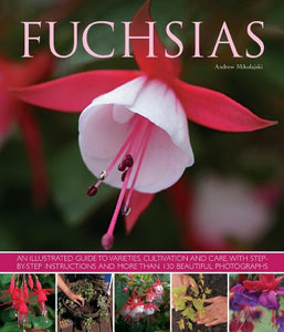 Fuchsias 