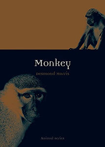 Monkey 