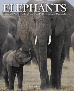 Elephants 