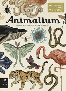 Animalium 