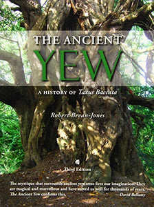 The Ancient Yew 