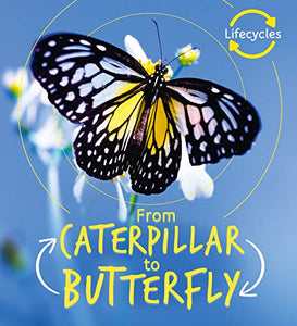 Lifecycles: Caterpillar to Butterfly 