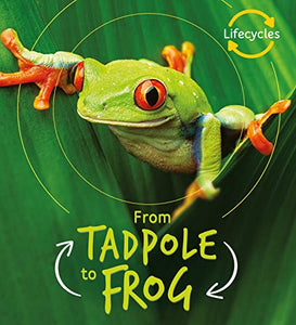 Lifecycles: Tadpole to Frog 