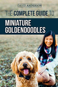 The Complete Guide to Miniature Goldendoodles 