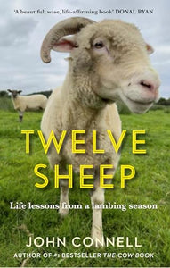 Twelve Sheep 