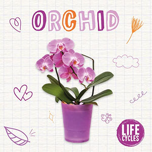 Orchid 