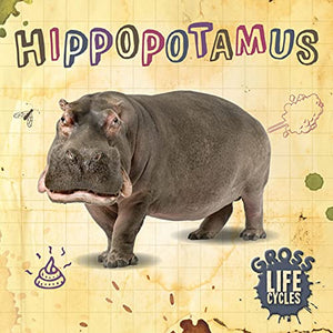 Hippopotamus 