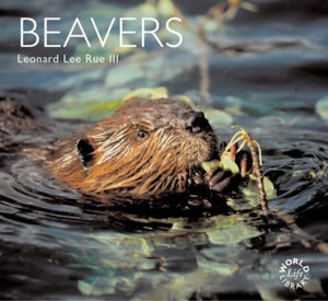 Beavers 