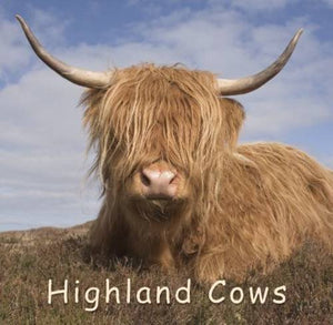 Highland Cows 