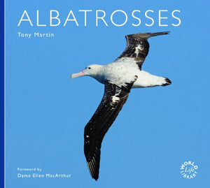 Albatrosses 