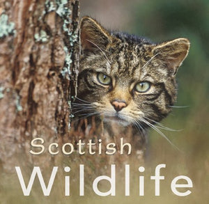 Scottish Wildlife 