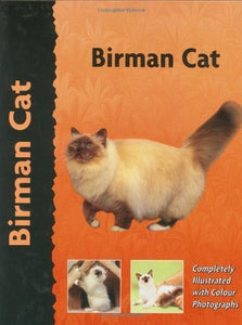 Birman Cat 