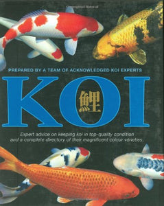 Koi 